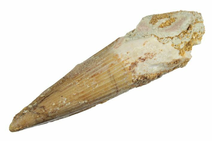 Juvenile Fossil Spinosaurus Tooth - Real Dinosaur Tooth #264816